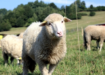 Kontrola úžitkovosti - Ovce