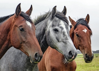 FACR - equine animals